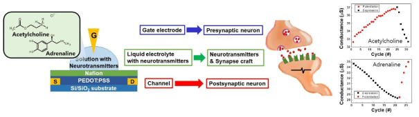 신경전달 물질을 활용한 트랜지스터 소자 설계 및 전기적 특성