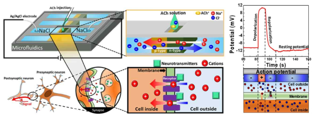 Microfluidic 어레이를 활용한 액상 기반 시냅스 모사 칩