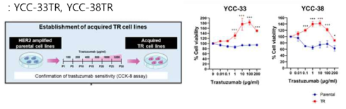 Trastuzumab 내성 세포주 확립