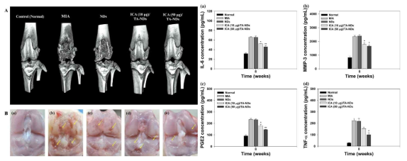 A 미세전산화단층촬영, B 육안소견 (a) 정상군 (b) 골관절염 질환군 (c) NDs (d) ICA (10 μg)/TA-NDs (e) ICA (50 μg)/TA-NDs [그림 16] 혈청 염증 사이토카인 ELISA 측정 결과