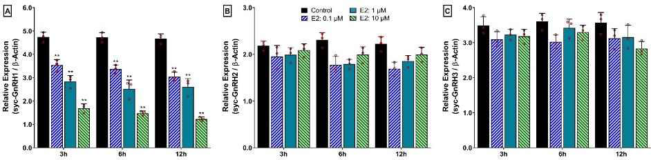 17b-Estradiol(E2) 배지 첨가 후 시상하부 세포 Three GnRH Isoforms mRNA 발현 분석: [A] GnRH1 [B] GnRH2, 및 [C] GnRH3. E2는 각각 0.1, 1, 10 μM의 농도로 배지에 첨가하였다.