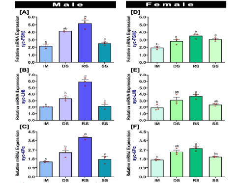 참조기 수컷과 암컷의 생식소 발달 단계별 Three GtH subunit의 상대적 mRNA 발현 수준(2–DDCT): FSHβ[A, D] LHβ [B, E], GPα[C, F]. IM, 미성숙기; DS, 성숙기; RS, 완숙기; SS, 휴지기.