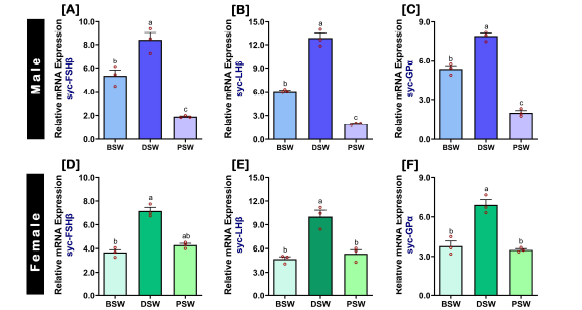 GnRHa가 주사 된 참조기의 산란단계별 뇌하수체의 Three GtH subunit(FSHβ, LHβ, GPα) 발현수 준 (2–DDCT): BSW, 산란 전; DSW, 산란 진행중; PSW, 산란 후.