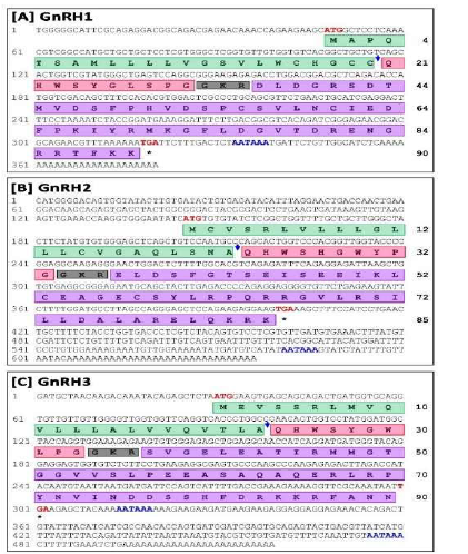 참조기의 GnRH Full-length 뉴클레오타이드 및 아미노산 sequence: GnRH1 [A], GnRH2 [B], and GnRH3 [C]. 모든 뉴클레오티드와 단백질의 accession numbers와 GenBank를 출처로 사용하였다. OK042349 (syc-GnRH1), OK042350 (syc-GnRH2), OK042351 (syc-GnRH3).