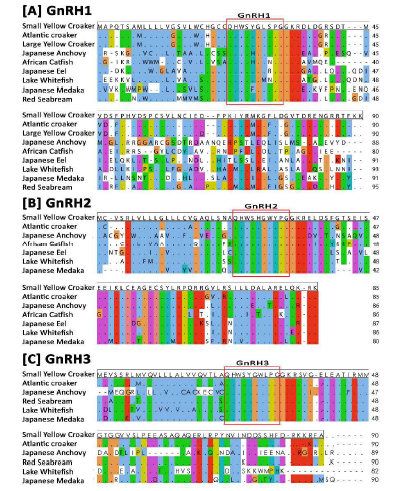 GnRH1 [A], GnRH2 [B], GnRH3 [C]의 아미노산 Multiple sequence alignment, 동일한 아미노산은 점으로 표기하였으며, 경골어류의 고유한 GnRH decapeptides의 아미노산 sequence는 붉은 색 상자로 표기하였다.