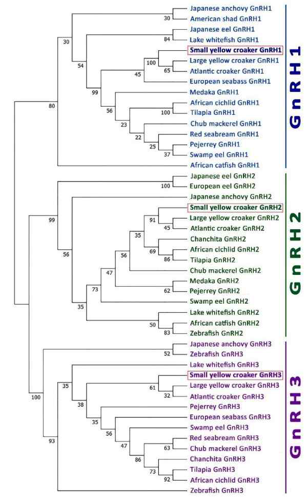 경골어류 GnRH Isoform의 계통수. 계통 수 분석은 bootstrap neighbor-joining 기법을 사용하여 수행하였다. GnRH sequence의 alignment는 MUSCLE alignment option을 사용하여 진행하였으 며, 10,000 bootstrap replicates 값을 통해 GnRH 그룹을 군집시켰다. Node에 기재된 숫자는 bootstrap probability를 나타낸다.