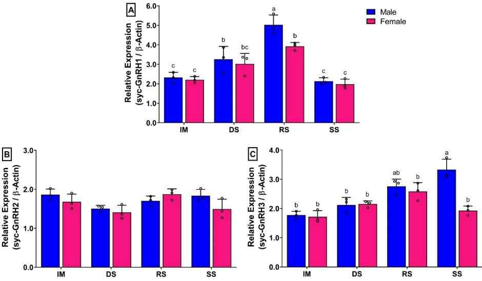 참조기 수컷과 암컷의 생식소 발달 단계 동안의 뇌에서 Three GnRH Isoform의 상대적 mRNA 발현 수준(2–DDCT): [A] GnRH1 [B] GnRH2, 및 [C ] GnRH3. IM, 미성숙기; DS, 성숙기; RS, 완숙기; SS, 휴지기. 나) 참조기의 산란단계별 생식소의 Three GnRH Isoform mRNA 발현 수준 산란이 진행되는 동안 뇌에서의 GnRH1 및 GnRH3의 mRNA 발현 수준은 암수 모두 산란 전(BSW) 산란 후(PSW) 단계보다 산란이 진행(DSW)되는 상태에서 유의하게 더 높은 발현 수치를 보여주었다 (Figure 5A and 5C). 그러나, GnRH2의 발현 수치는 산란이 유도되는 동안 유의한 변화가 나타내지 않았다 (Figure 5B). 흥미롭게도, 암컷에서 GnRH1의 발현 수치는 수컷보다 현저히 낮은 경향을 보였다 (Figure 5A).