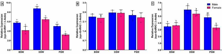 참조기의 산란단계별 뇌에서의 Three GnRH Isoform의 mRNA 발현 수준 (2–DDCT): [A] GnRH1 [B] GnRH2 및 [C] GnRH3. BSW, 산란 전; DSW, 산란 진행중; PSW, 산란 후.