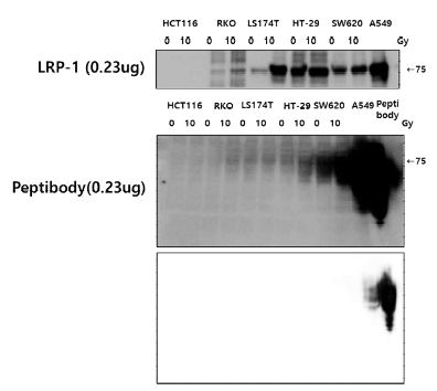 방사선 저항성 바이오마커를 표적 peptide-Fc 융합단백질 특성 평가