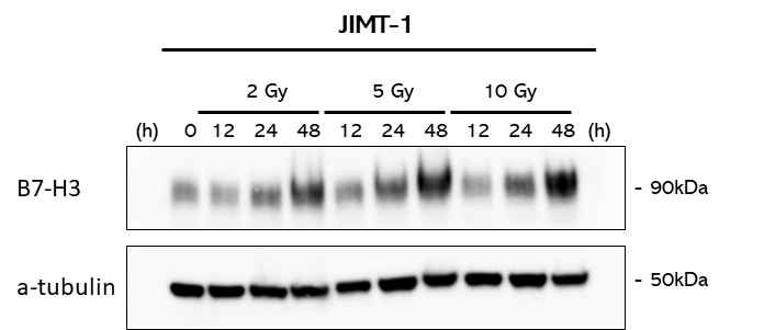 방사선에 의한 JIMT-1의 B7-H3 발현 증가