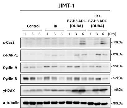 JIMT-1 세포주에서 B7H3-ADC를 처리한 후의 단백질 변화 Western blot