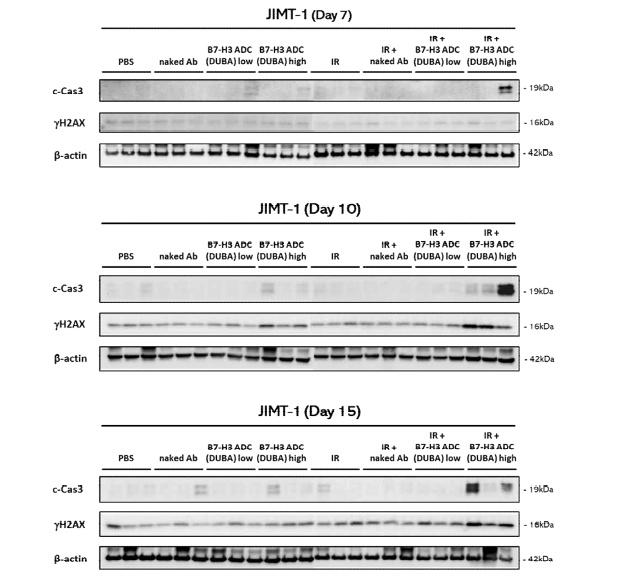 JIMT-1 Xenograft 모델에서 B7H3-ADC를 처리한 후의 단백 질 변화 Western blot
