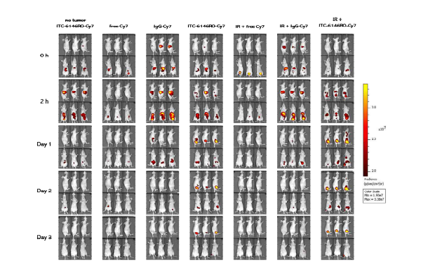 JIMT-1 세포주 유래 동물모델에서 B7H3-ADC-Cy7의 in vivo biodistribution 변화 확인