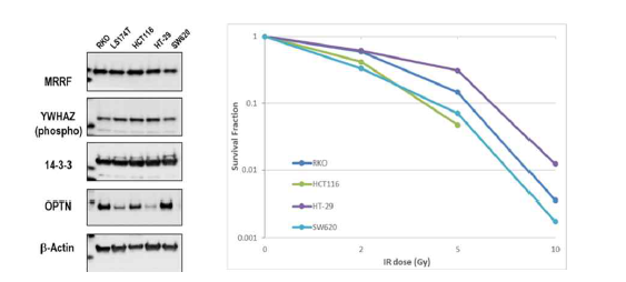 대장암 세포주에서 후보군 단백질 발현 확인 및 방사선 조사에 따른 survival curve 확보