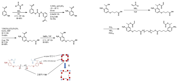 약물과 분해매개 물질을 포함한 광분해성 하이드로겔 합성 scheme과 모식도