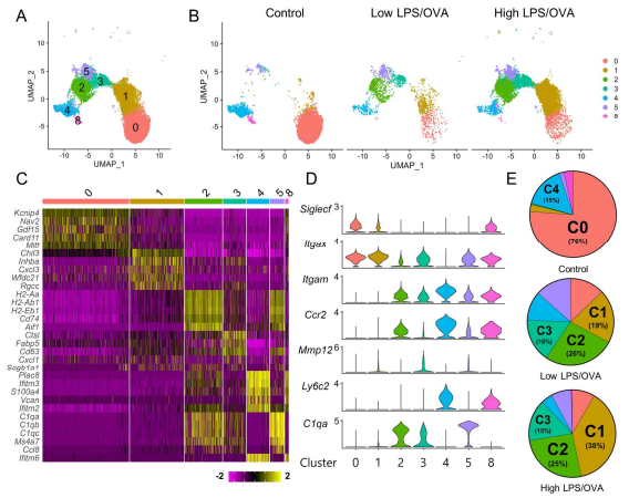 대조군과 저용량 및 고용량 LPS로 유도한 천식 마우스의 폐 내 대식세포의 단일 세포 RNA 시퀀싱 A) 단일 세포 RNA 시퀀싱을 통해 확인한 폐의 대식세포 UMAP (merged) B) UMAP (split) C) 각 대식세포 군(cluster, C)별 높은 발현량을 보이는 상위 5개의 유전자의 heatmap D) 각 대식세포 군별 특성을 확인하기 위한 유전자 발현 violin plot E) 각 대식세포 군별 비율의 차이