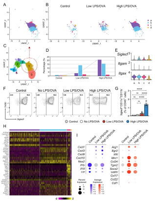 A-C) 단일 세포 RNA 시퀀싱을 통해 확인한 C1 대식세포 군의 추가 분석 UMAP (merged) B) UMAP (split) C) 추가 분석을 진행한 기존 대식세포 군 C1) D) 각 대식세포 군별 비율의 변화 E) 각 대식세포 군별 Siglecf, Itgam (CD11b), Itgax (CD11c)의 유전자 발현량 F-G) 유세포분석을 통해 확인한 SigelcF-CD11c+CD11b-대 식세포의 변화 G) 및 그래프 H) 각 대식세포 군별 높은 발현량을 보이는 상위 5개의 유전자의 heatmap I) 각 마우 스 군별 C3 대식세포 군내 M1 대식세포 관련 유전자 및 M2 대식세포 관련 유전자의 발현량 비교