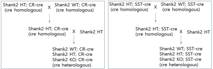 실험에 쓰이는 두 종류의 Shank2 유전자 결손 마우스에 각 억제성 신경세포군 표지 cre 마우스 교배 전략