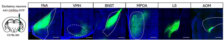 C57B/6N 마우스에 AAV8-CAMK2a-EGFP 바이러스를 MeA에 주입. MeA 내 흥분성 신경세포 연결양상