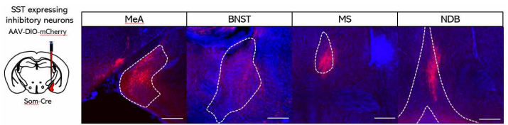 Shank2 WT; SST cre 마우스에 AAV8-hSyn-DIO-mCherry 바이러스를 MeA에 주입. MeA 내 SST 양성 신경세포 연결양상