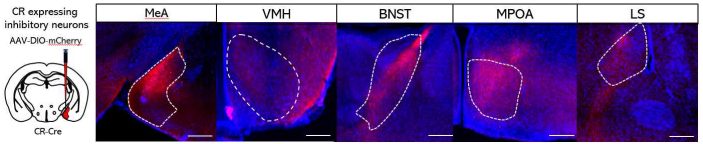 MeA 내 Shank2 WT; CR cre 마우스에 AAV8-hSyn-DIO-mCherry 바이러스를 MeA에 주입. MeA 내 CR 양성 신경세포 연결양상