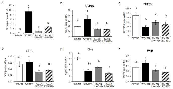 Expression of genes in glucose metabolism The levels of mRNA expression in liver tissue. Glucose 6-phosphatase (G6Pase), Phosphoenolpyruvate carboxykinase (PEPCK), Glucokinase (GCK), Glycogen Synthase (Gys) and Glycogen Phosphorylase liver (Pygl).