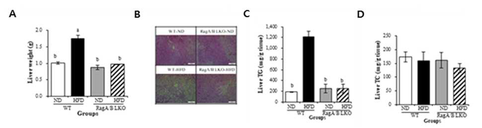 Hepatic lipid and glycogen contents in WT and RagA/B LKO mice. (A) Weight of liver (B) Representative pictures of H&E stained liver (C) Hepatic TG and (D) TC contents in WT and RagA/B LKO mice fed ND and HFD for 16 weeks.