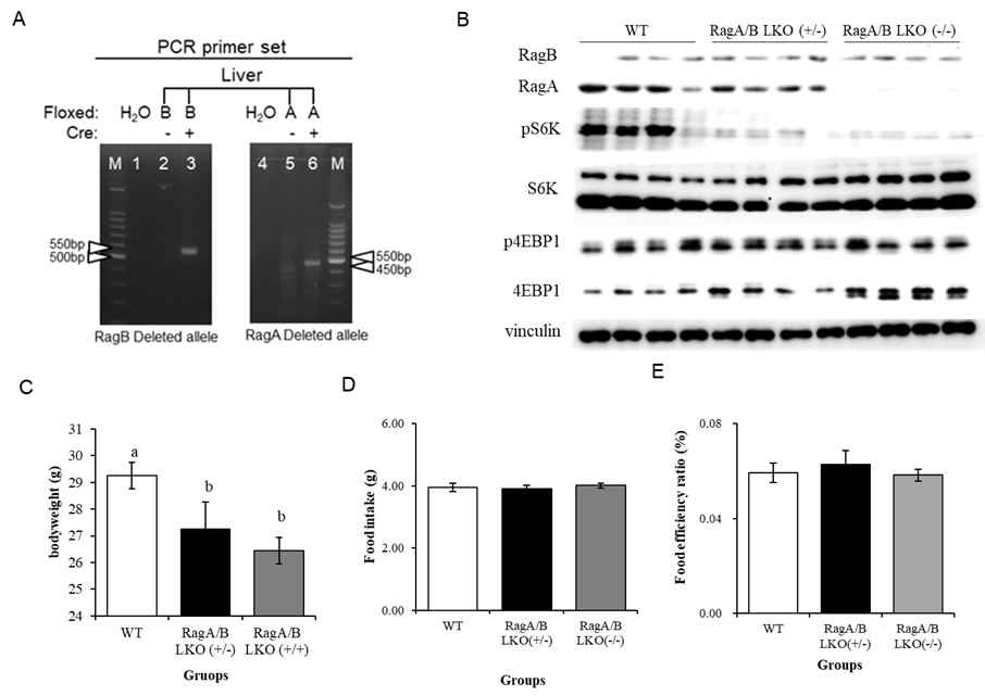 Generation of RagA/B LKO(-/-) mice and phenotype analysis (A) Genotyping of RagA/B LKO(-/-) mouse liver (B) Western blot analysis of WT, RagA/B LKO(+/-) and RagA/B LKO(-/-) mouse liver (C) Body weight (D) Food intake (E) Food efficiency ratio. Values represent the mean ± SD of data.Means with different letters are significantly different at p<0.05 by Duncan’s multiple range test.