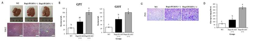Hepatic glycogen accumulation and liver damage in RagA/B LKO mice (A) Representative picture of liver tissue and H&E in WT and RagA/B LKO. (B) The levels of plasma GPT/GOT in C57BL/6J male WT and RagA/B LKO mice. Means with different letters are significantly different at p<0.05 by Duncan’s multiple range test. (C) Representative picture of PAS stain of liver tissue in WT and RagA/B LKO. (D) Liver glycogen in C57BL/6J male mice of WT and RagA/B LKO. Means with different letters are significantly different at p<0.05 by Duncan’s multiple range test.