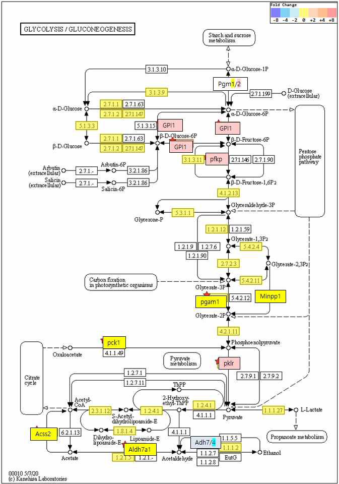 Signaling pathway of Glycolysis/Gluconeogenesis in RagA/B LKO mice