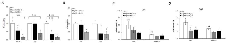 Expression of genes in Glycolysis/Gluconeogenesis in RagA/B LKO mice mRNA level of mouse Glucose 6-phosphatase (G6Pase), Phosphoenolpyruvate carboxykinase (PEPCK), Glucokinase (GCK), Glycogen Synthase (Gys) and Glycogen Phosphorylase liver (Pygl) in liver.