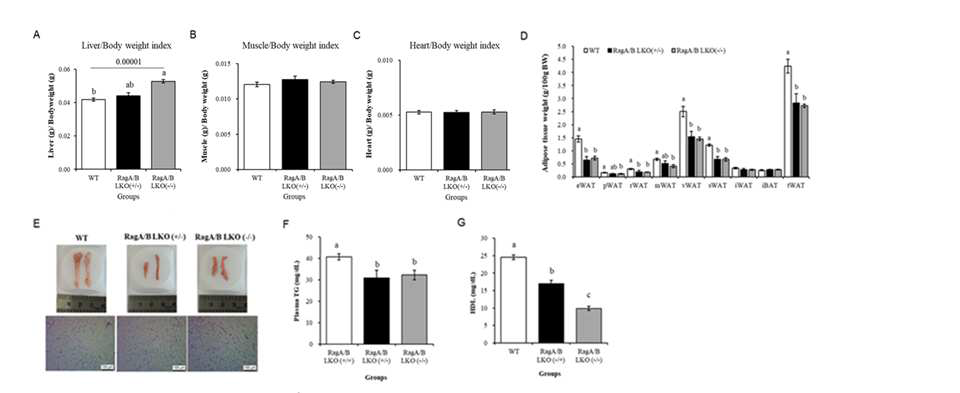 Organ weights and plasma lipids in RagA/B LKO mice. (A) Liver (B) muscle (C) heart (D) adipose tissue weight of mice. (E) Representative photos of adipose tissue and H&E stained adipocytes. (F) Plasma TC and (G) HDL was measured. Values represent the mean ± SD of data (n=6 per group). Means with different letters are significantly different at p<0.05 by Duncan’s multiple range test.