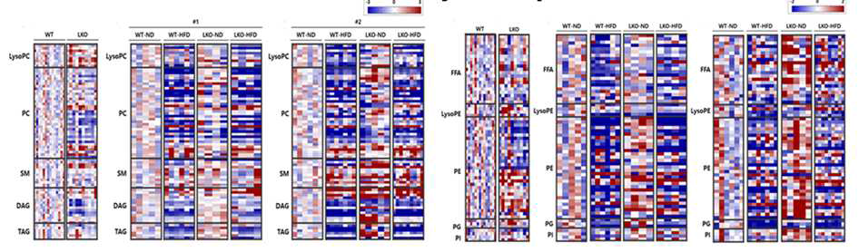 Heatmap visualization of the metabolites in liver. Heatmap visualization of the z-scored levels of metabolites in liver extracts with stars denoting the significance. (A) 11~12-week-old male mice. ND (n=14), RagA/B LKO (n=9). (B) 8-week-old male mice was fed a ND or HFD for 16 weeks. RagA/B LKO-ND (n=5), RagA/B LKO-HFD (n=6), RagA/B LKO-ND (n=4), RagA/B LKO-HFD (n=4). (C) 16-week-old male mice was fed a ND or HFD for 16 weeks. ND (n=6), HFD (n=7), ND(Cr+/-)(n=5), HFD(Cr+/-)(n=9). (D) 11~12-week-old male mice. ND (n=14), RagA/B LKO (n=9). (E) 8-week-old male mice was fed a ND or HFD for 16 weeks. RagA/B LKO-ND (n=5), RagA/B LKO-HFD (n=6), RagA/B LKO-ND (n=4), RagA/B LKO-HFD (n=4). (F) 16-week-old male mice was fed a ND or HFD for 16 weeks. ND (n=6), HFD (n=7), ND(Cr+/-)(n=5), HFD(Cr+/-)(n=9). Rows represent metabolites and columns represent groups. Color key indicates metabolite quantities, white: no significant change, deep red: highest, deep blue: lowest. ND: normal diet, HFD: hight fat diet, LKO: RagA/B LKO.