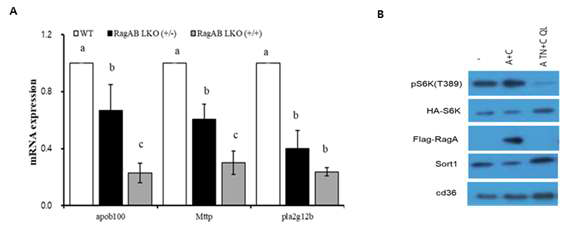 Defected VLDL secretion and glycogen synthesis in RagA/B LKO mice. (A) mRNA level of mouse apob100, Mttp, and pla2g12b in liver (B) mammalian RagA-C construct was co-trnsfected with HA-S6k (20ng) into MEF cells.