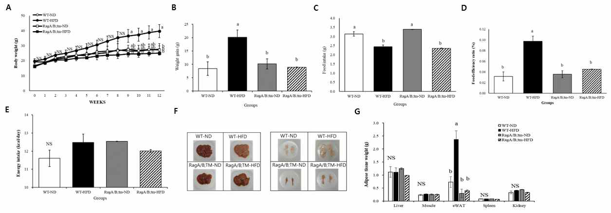 Changes of body weight and adipose tissue weight in wild type and RagA/B tm mice (A) Body weight change (B) Bodyweight gain rate (C) Daily food intake (D) Food efficiency ratio (E) Energy intake of wild type and RagA/B tm mice fed ND or HFD for 12 weeks. (F) Representative pictures of H&E stained liver tissue and adipose tissue (G) Weight of liver, muscle, eWAT, spleen and kidney were measured in WT and RagA/B tm mouse Means with different letters are significantly different at p<0.05 by Duncan’s multiple range test. Values are presented as the mean ± S.E. Means with different letters are significantly different at p<0.05 by Duncan’s multiple range test.