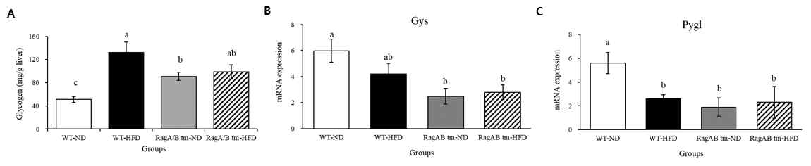 Expression of genes in glycogen metabolism (A) Hepatic glycogen contents. (B)-(C) hepatic mRNA levels of Gys and Pyglin in WT and RagA/B tm mice