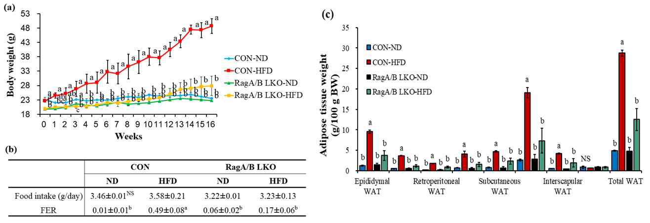 Changes of body weight and adipose tissue weight in control and RagA/B LKO mouse fed high-fat diet for 16 weeks. Values are presented as the mean ± S.E. Means with different letters are significantly different at p<0.05 by Duncan’s multiple range test. CON, control mouse; RagA/B LKO, RagA/B liver conditional knockout mouse. ND, normal diet (AIN-93G); HFD, high-fat diet (60% fat); FER, food efficiency ratio; WAT, white adipose tissue.