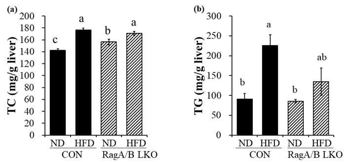 Hepatic TG and TC levels in control and RagA/B LKO mice. The lipid levels of hepatic TG and TC were measured in CON and RagA/B LKO mouse. Values are presented as the mean ± S.E. Means with different letters are significantly different at p<0.05 by Duncan’s multiple range test. CON, control mouse; RagA/B LKO, RagA/B liver conditional knockout mouse.