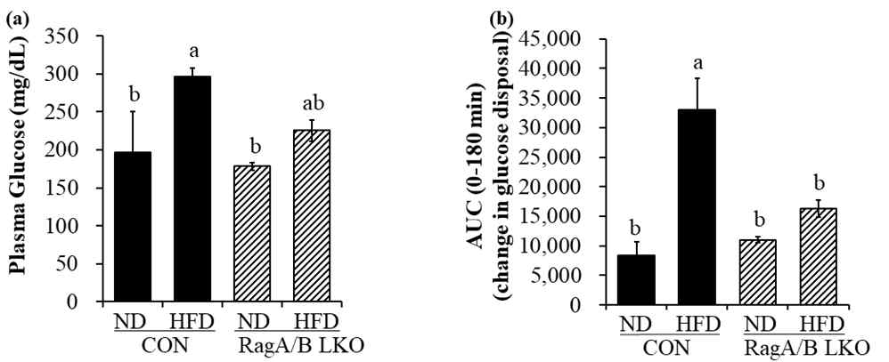 The levels of plasma glucose and AUC in control and RagA/B LKO mouse. Concentration of plasma glucose and area under curve (AUC) of blood glucose. Concentration of plasma glucose and AUC were measured. CON, control mouse; RagA/B LKO, RagA/B liver. conditional knockout mouse. Values are presented as the mean±S.E. Means with different letters are significantly different at p<0.05 by Duncan’s multiple range test. ND, normal diet (AIN-93G); HFD, high-fat diet (60% fat)