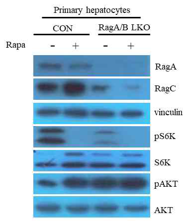 Regulation of mTORC1 signaling in primary hepatocytes. Primary hepatocytes from control and RagA/B LKO mouse were subjected to western blot analysis. Rapamycin (20 nM) was treated for 30 min. CON, control mouse; RagA/B LKO, RagA/B liver conditional knockout mouse.
