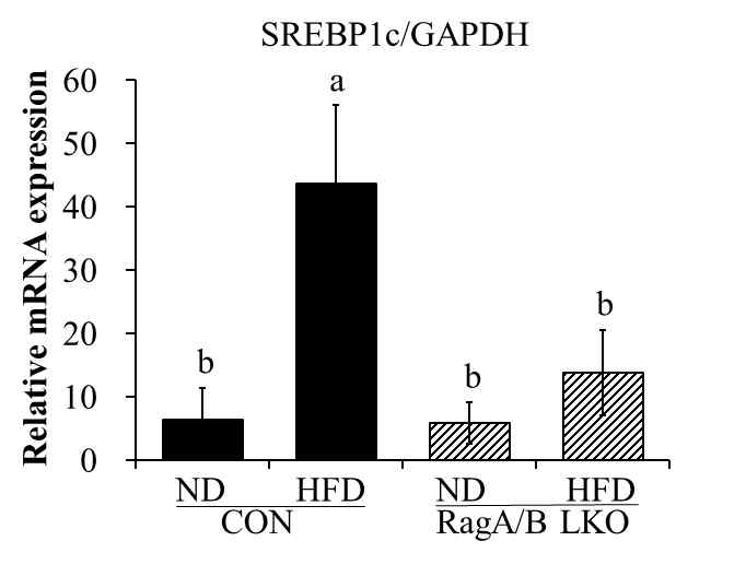 Hepatic SREBP1c expression in control and RagA/B LKO mouse. Total RNA of liver tissue was extracted, and the levels of SREBP1c was analyzed by qPCR. Relative mRNA quantified each band through GAPDH. Concentration of liver SREBP1c, were measured. Values are presented as the mean ± S.E. Means with different letters are significantly different at p<0.05 by Duncan’s multiple range test. CON, control mouse; RagA/B LKO, RagA/B liver conditional knockout mouse. ND, normal diet (AIN-93G); HFD, high-fat diet (60% fat)