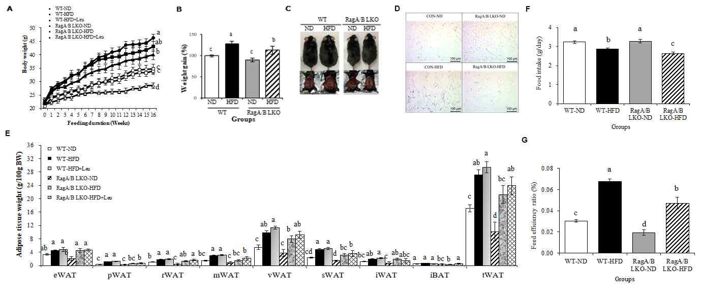 Changes of body weight and adipose tissue weight in WT and RagA/B LKO mouse fed high-fat diet and leucine. (A) Change of body weight (B) Bodyweight gain rate (C) Representative pictures of mouse (D) Representative pictures of adipose tissue (E) Weight of eWAT, pWAT, rWAT, mWAT, vWAT, sWAT, iWAT, iBAT and tWAT (F) Food intake of RagA/B LKO and WT mouse for 16 weeks. (G) Feed efficiency ratio of RagA/B LKO and WT mouse for 16 weeks. Values are presented as the mean ± S.E. Means with different letters are significantly different at p<0.05 by Duncan’s multiple range test. WT: wild type, RagA/B LKO: RagA and RagB liver knockout, ND: normal diet, HFD: high fat diet, eWAT: Epididymal WAT, pWAT: Perirenal WAT, rWAT: Retroperitoneal WAT, mWAT: Mesenteric WAT, vWAT: Visceral WAT, sWAT: Subcutaneous WAT, iWAT: Interscapular WAT Interscapular BAT, tWAT: Total WAT