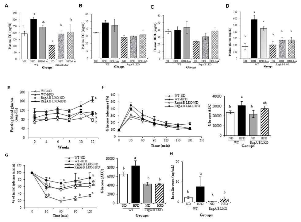 Regulation of blood lipids and glucose levels in WT and RagA/B Liver KO mouse fed high-fat diet. (A)-(D) The levels of plasma TG, TC, HDL (E) Fasting blood glucose. (F) Glucose tolerance test (G) Insulin tolerance test (H) Plasma insulin levels in WT and RagA/B LKO mice fed ND and HFD. Values are presented as the mean ± S.E. Means with different letter s are significantly different at p<0.05 by Duncan’s multiple range test. WT: wild type, RagA/B LKO:RagA and RagB liver knockout, ND: normal diet, HFD: high fat diet. TG: triglyceride, TC: total cholesterol, HDL: high-density lipoprotein, AUC: area under the concentration-time curve.