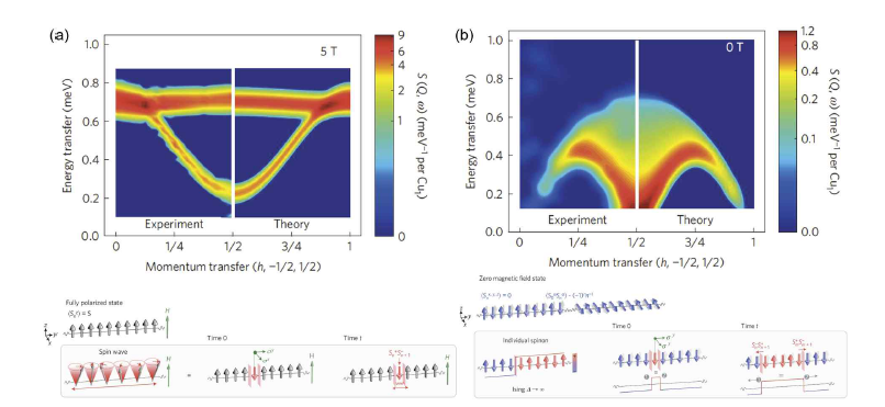 비탄성 중산란 실험으로 관찰된 CuSO4·5D2O 의 자기 여기 상태. (a) 외부에서 인가된 자기장 에 의해 Cu2+ 스핀이 완전히 편광되었을 때 자기 여기 상태의 분산 관계. 아래 그림은 스핀이 완전히 편광된 상태에서 매그논이 전달되는 매커니즘을 기술하는 그림. (b) 자기장이 없을 때 반강자성 정렬일 때의 자기 여기 상태의 분산 관계. 스피알에 의한 선형 분산 관계를 보여준다. 아래 그림은 반강자성 상태에서 두 개의 자구벽으로 구성되어 전달되는 스판알 전도 매커니즘을 기술하는 그림.[2]