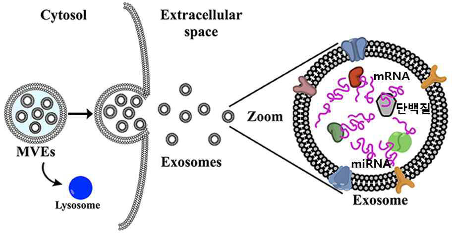 Exosome 분비기전