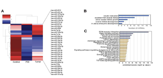 조기 난소 부전 환자군(idiopathic POI, Tuner POI)의 exosome에서 차등 발현되는 exosome miRNA의 분석 (A)계층적 군집 분석(Hierarchical clustering analysis)(B)차등 발현 miRNA의(differential expressed gene, DEG) gene category 분석 (C) DAVID 분석을 통한 pathway 분석