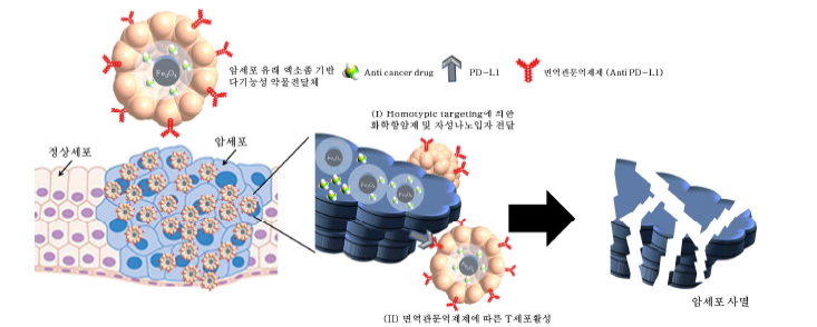 암진단 및 화학/면역치료가 동시에 가능한 엑소좀 기반 약물전달체 활용 모식도