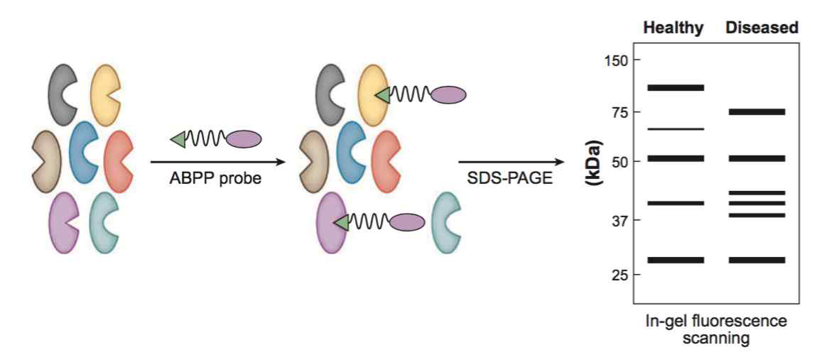 화학생물학 기법을 이용한 단백체 프로파일링 (Annual Review of Biochemistry, 77, 383-414.)