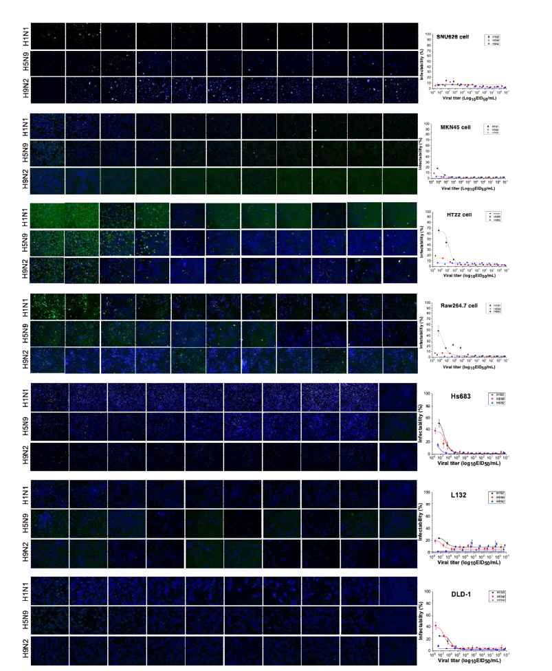 면역형광 이미지 분석을 통해 분석된 H1N1, H5N9, H9N2 바이러스에 대한 SNU626, MKN45, HT22, Raw264.7, Hs683, L132, DLD-1 세포의 감염패턴
