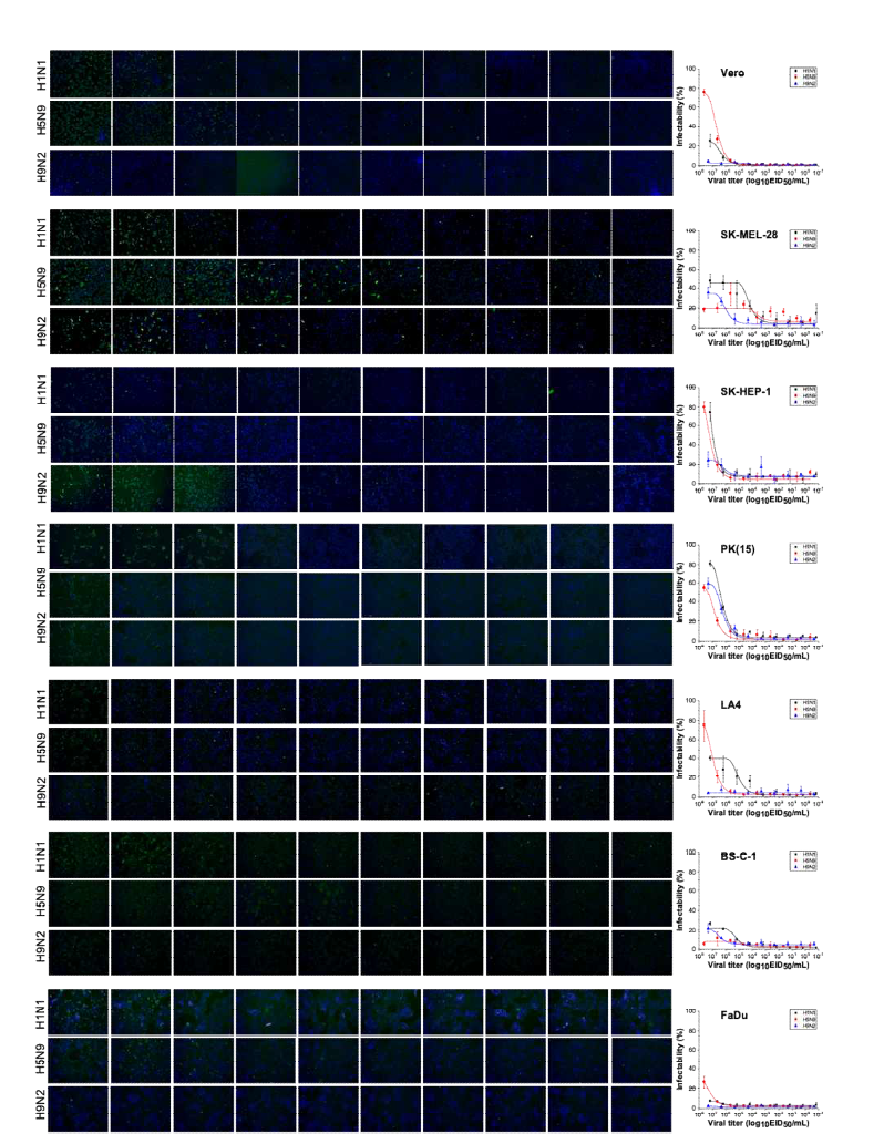 면역형광 이미지 분석을 통해 분석된 H1N1, H5N9, H9N2 바이러스에 대한 Vero, SK-MEL-28, SK-HEP-1, PK(15), LA3, BS-C-1, FaDu 세포의 감염패턴